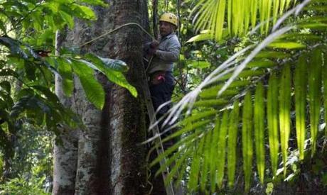 Cause for hope: Secondary tropical forests put on weight fast