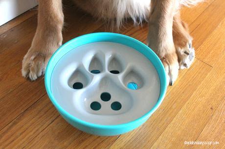 A Rock 'N Bowl Mealtime for Dogs