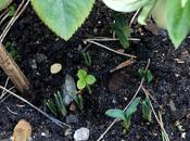 Self-seeding Hellebores