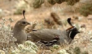 AZGFD.gov Sunday is last day to hunt Arizona’s quail