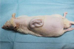 rat with human ear