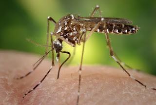 Impact of Zika on Zica – A Conflict Between Evil And Good