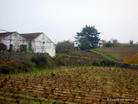 A moscatel wine estate in Favaios, Portugal