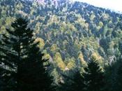 Forest Management Deforestation Impacting Climate