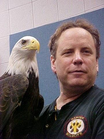 An eagle named Freedom