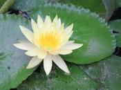 DAILY PHOTO: Yellow Lotus