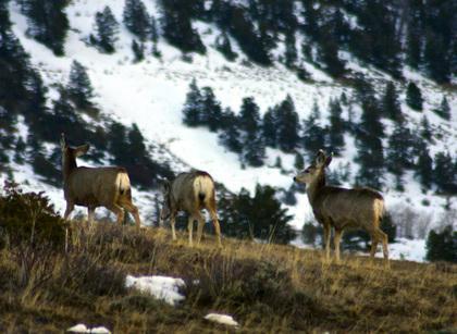 Wildlife: Wintry weather to take toll on Colorado mule deer