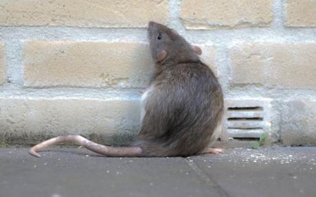 Rat Exterminator - How To Get Rid Of Rats [del.icio.us]