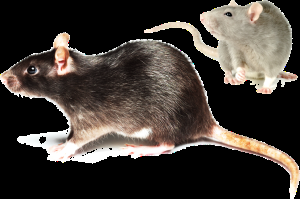 Rat Exterminator - How To Get Rid Of Rats [del.icio.us]