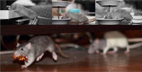 Rat Infestation - How To Get Rid Of Rats [del.icio.us]
