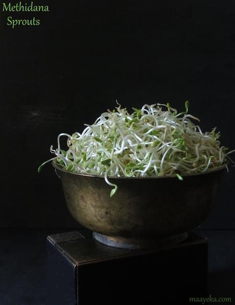 methi dana sprouts