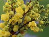 Wordless Wednesday Plant Wildlife Mahonia Aquifolium