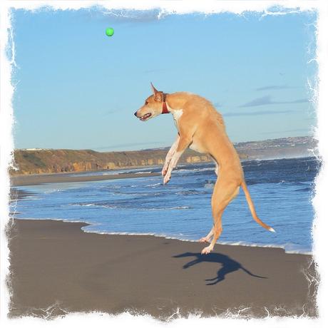 Lurcher on Crimdon Beach