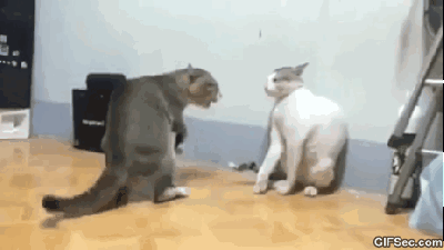 GIF-Cat-fight