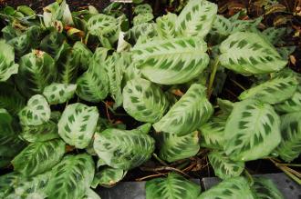 Maranta leuconeura var. kerchoveana (16/01/2016, Kew Gardens, London)