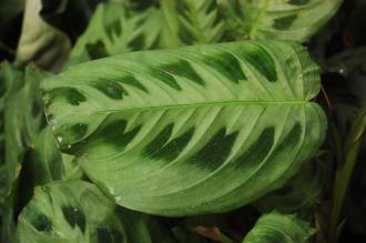 Maranta leuconeura var. kerchoveana Leaf (16/01/2016, Kew Gardens, London)