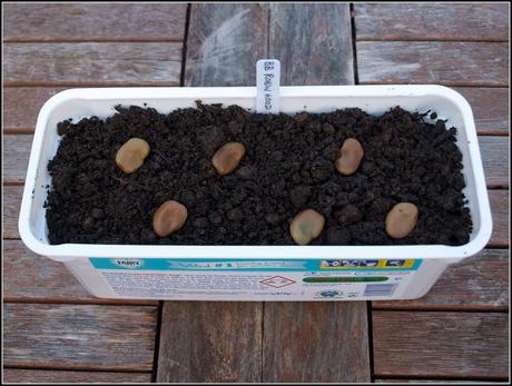 Sowing Broad Beans
