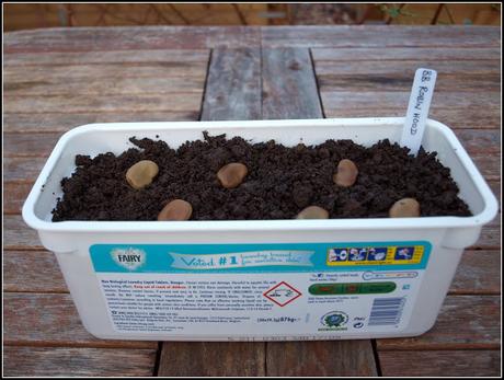 Sowing Broad Beans