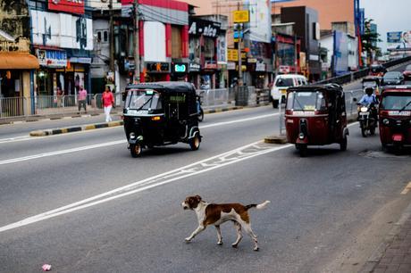 In Colombo, the dogs have a lot of street smarts! This one carefully looked both ways, waited and then made a perfect stride across the street in heavy traffic. This dog was much better at navigating the traffic than farm boy here!