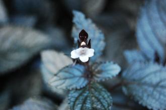 Hemigraphis alternata Flower (16/01/2016, Kew Gardens, London)