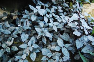 Hemigraphis alternata (16/01/2016, Kew Gardens, London)