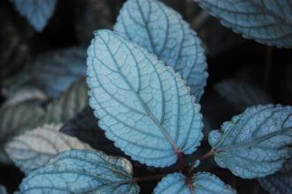 Hemigraphis alternata Leaf (16/01/2016, Kew Gardens, London)