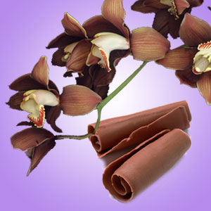 Chocolate Orchid Fragrance