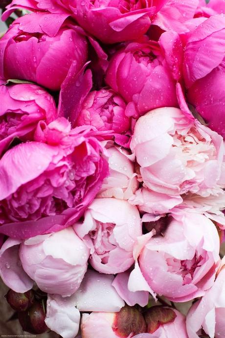 Amy Havins shares her favoriite flower, pink peonies.