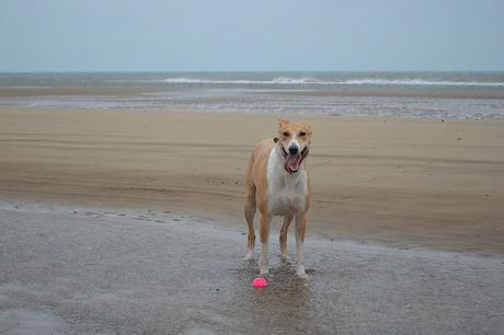 Dogs on Crimdon Beach