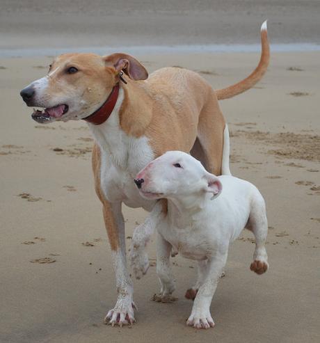 Dogs on Crimdon Beach