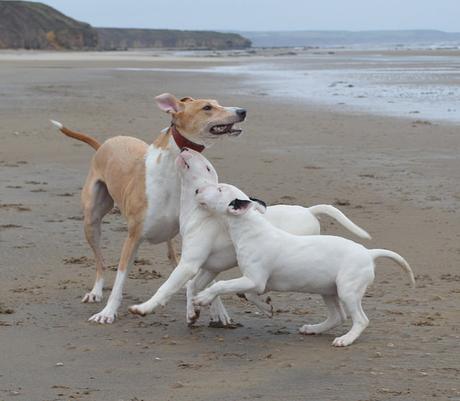 Dogs on Crimdon Beach