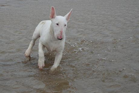 Dogs on Crimdon Beach