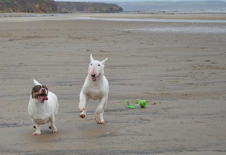 Dogs on Crimdon Beach