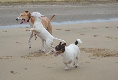 Lurcher Bull Terrier Puppies And A Jack Russell On Crimdon Beach