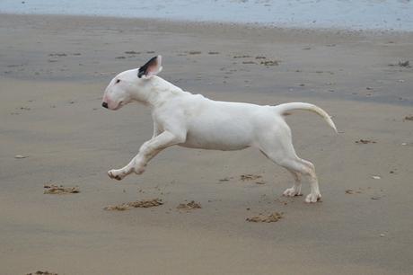 Dogs on Crimdon Beach