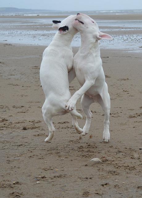 Dogs on Crimdon Beach