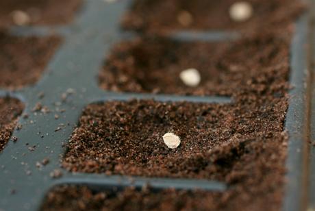 sowing tomato seed
