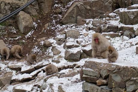 Jigokudani Snow Monkey Park in Japan