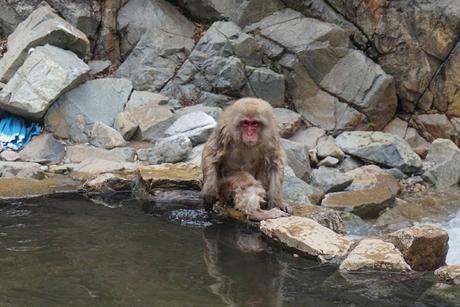 Jigokudani Snow Monkey Park in Japan