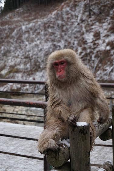 Jigokudani Snow Monkey Park in Japan