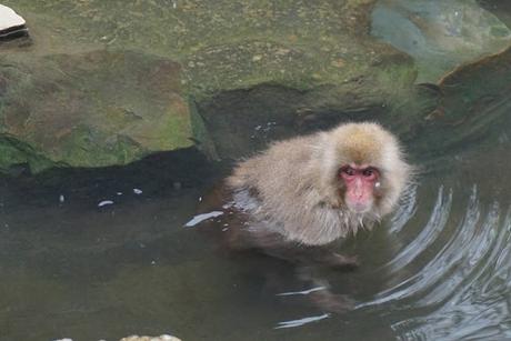 Jigokudani Snow Monkey Park in Japan