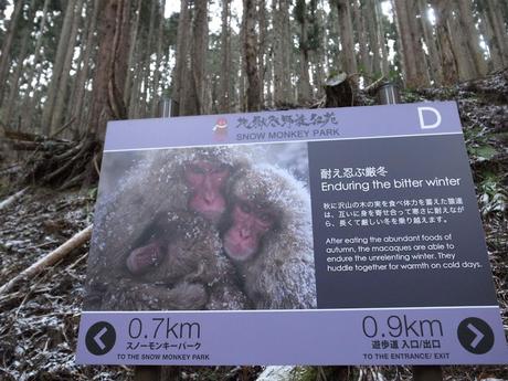 Jigokudani Snow Monkey Park in Japan