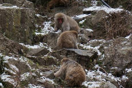 Jigokudani Snow Monkey Park in Japan