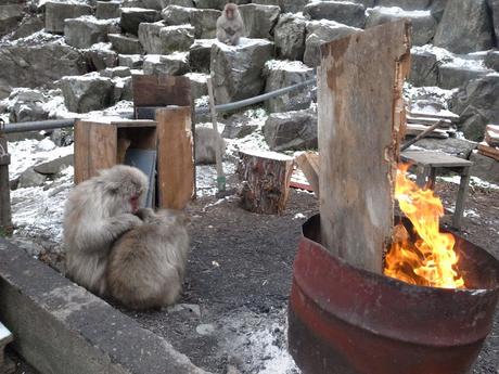 Jigokudani Snow Monkey Park in Japan