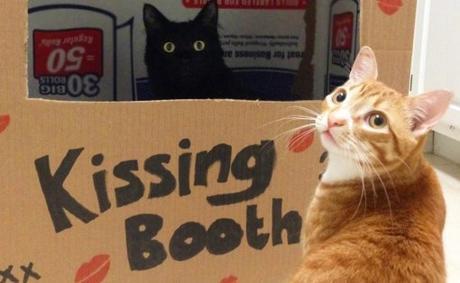 Top 10 Super Smoochy Kissing Booth Cats