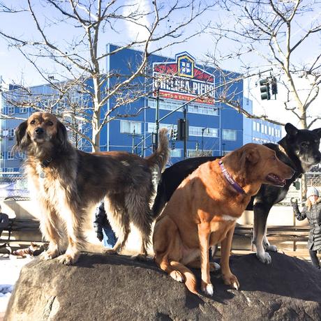 Happy Valentine's Day, Winter Weather and I need a Haircut by Buster