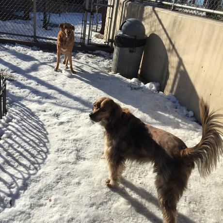 Happy Valentine's Day, Winter Weather and I need a Haircut by Buster