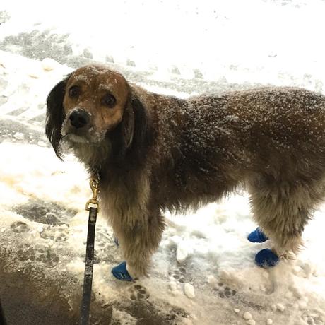 Happy Valentine's Day, Winter Weather and I need a Haircut by Buster