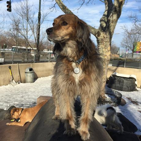 Happy Valentine's Day, Winter Weather and I need a Haircut by Buster