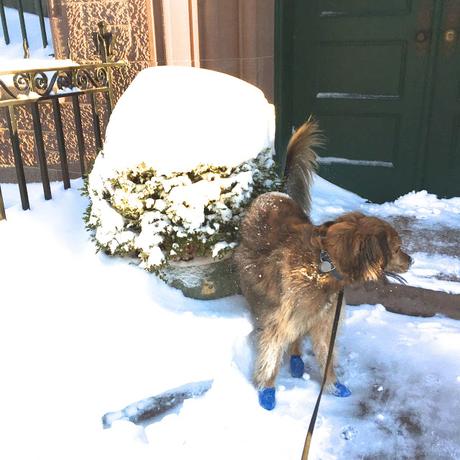 Happy Valentine's Day, Winter Weather and I need a Haircut by Buster